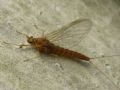 Baetis  